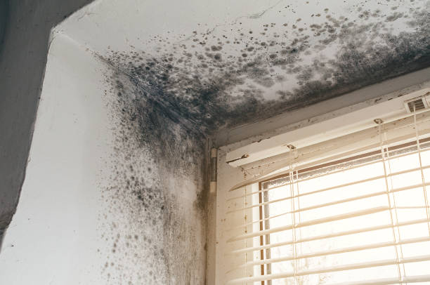 Affordable Black Mold Remediation solutions in Cologne, NJ